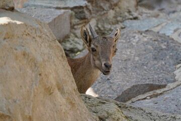 Naklejka na ściany i meble Little roe deer on vacation in the shade.