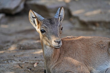 Little roe deer on vacation in the shade.
