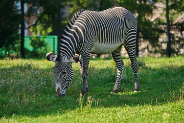 Fototapeta na wymiar The striped zebra grazes in the meadow.