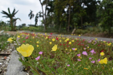 colorful flowers in the park. Yellow flowers with another purple flowers are blooming at a tropical climate. Beautiful.