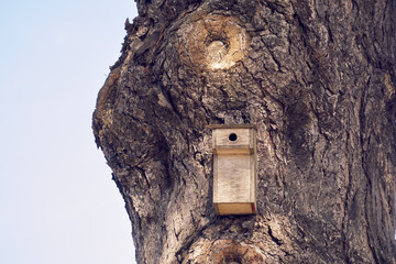 Protection des oiseaux , nid artisanal accroché dans un arbre .
