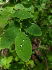 water drops on a leaf
