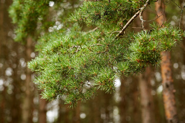 nature, botany and flora concept - branch of pine tree in coniferous forest