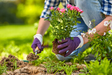 gardening and people concept - woman planting rose flowers at summer garden