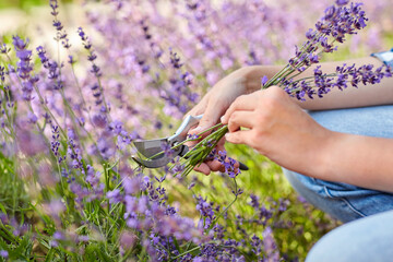 gardening, nature and people concept - young woman with pruner cutting and picking lavender flowers at summer garden © Syda Productions