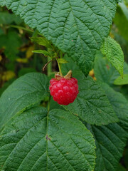 raspberries on a bush in the garden