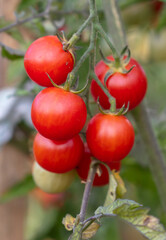 Ripe red tomatoes on the plant.