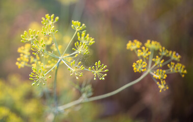 Yellow flowers on dill in the garden.