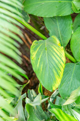 Close to a thick juicy leaf of an exotic plant in a greenhouse
