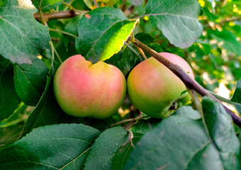 apples in the home garden