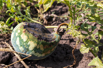 Cracked spoiled watermelon on the ground.