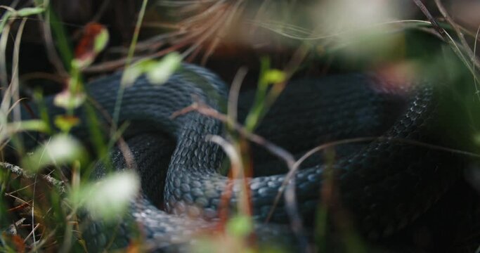 Dice Snake Swims through Marshes of Swamp Thickets and Algae. Natrix The snake crawls out of frame