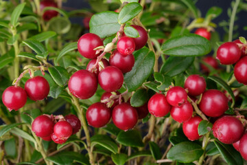 Lingonberries in a forest closeup, horizontal composition