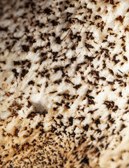 Boletus mushroom as abstract background.