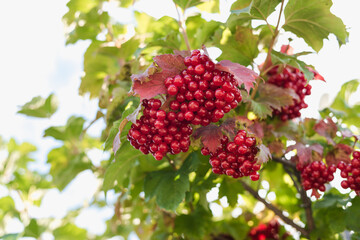 bunches of ripe viburnum, viburnum bush