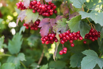 bunches of ripe viburnum, viburnum bush