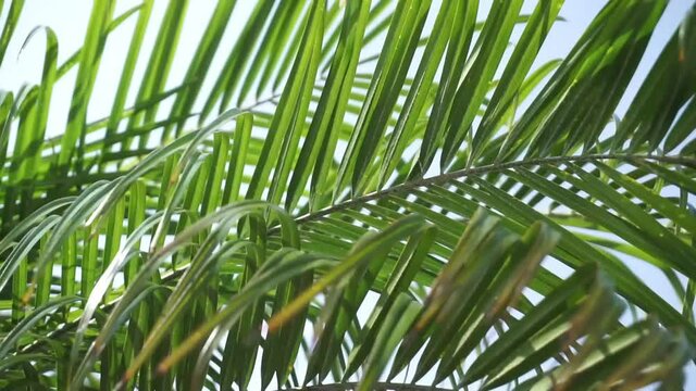 Tropical palm leaves on palm tree moving from humid warm hot tropical wind gusts