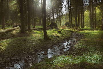im Wald