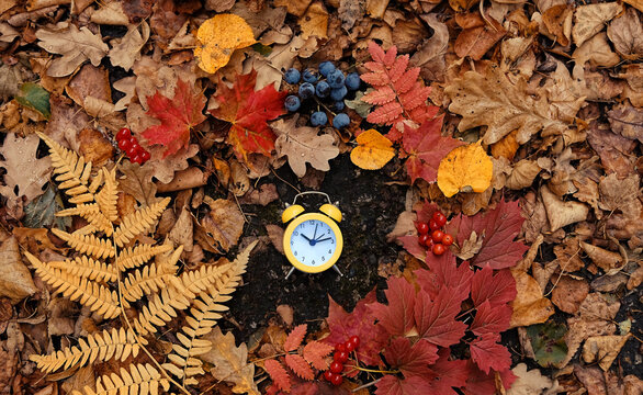 autumn nature background. colorful autumn leaves and alarm clock. autumn time, fall season concept