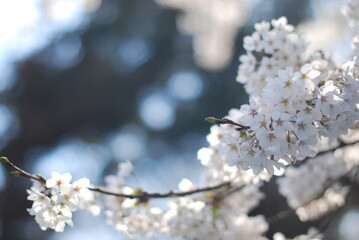 Obraz premium 桜