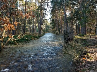 Rio transcurre a través de bosque otoñal