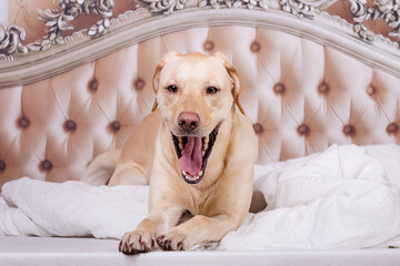 Golden Retriever im Bett