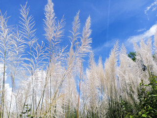 Obraz premium Beautiful silver grass flower with sky background. India.