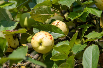 Apfel