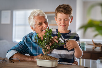 Grandson pruning bonsai plant with grandpa