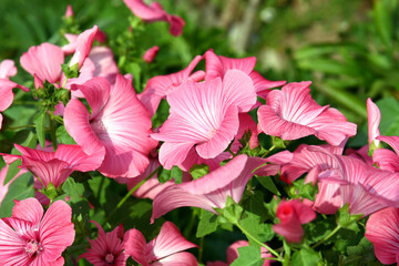 Blooming petunias outside in a pot