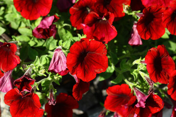 Blooming petunias outside in a pot