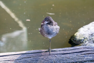 Teichhuhn