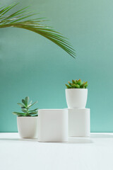 Collection of various cactus and succulent plants in white pots and shade of palm leaves on blue background.