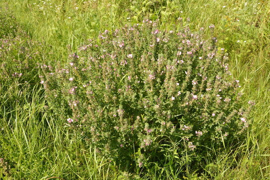 Pink flower Ononis arvensis herbaceous perennial of medical plant in grass on meadow near forest with green leaves and stem at sunset.