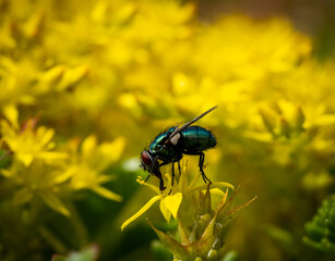 Green bottle fly sitting on yellow flowers in the garden