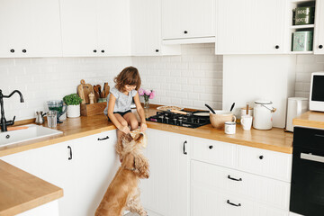 Child girl give pancake to english cocker spaniel dog at the kitchen.