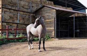 Obraz premium horse and hay