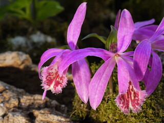 Tibetorchidee