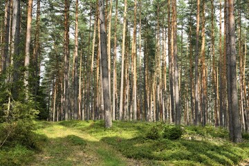 Fototapeta premium Waldweg mit angestrahlten Bäumen am späten Nachmittag - Sommer im Thüringer Wald
