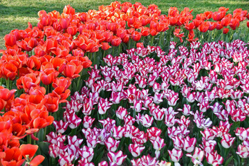 Two varieties of blooming tulips in the park of Istanbul, Turkey