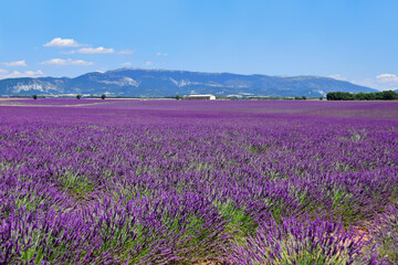 Fototapeta na wymiar An endless field of blooming lavender near the village of Valensole. Provence, France