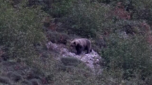 Wild bear appears behing the bush of Somiedo, Asturias, Spain