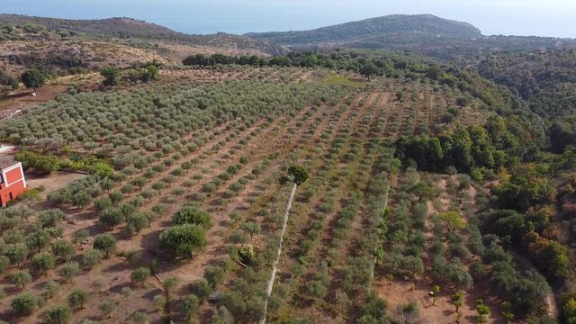 Flying over a farm with olive trees and sea