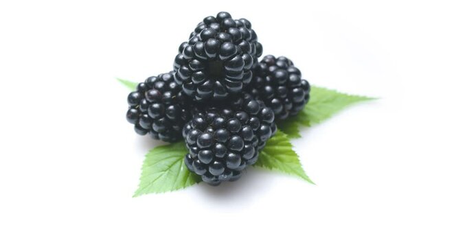 Ripe blackberries with blackberry leaves isolated on a white background, slowly full rotate clockwise 360 degrees.