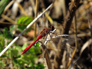 A red dragonfly on a blade of grass with a broken wing.
