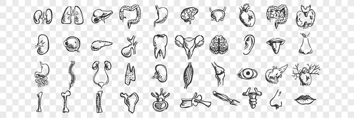 Human organs doodle set. Collection of hand drawn sketches templates patterns of male female liver heart lungs kidney lips tongue nose eyes on transparent background. Anatomical body part illustration