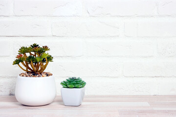 Succulent plants in flowerpot agianst white brick wall.