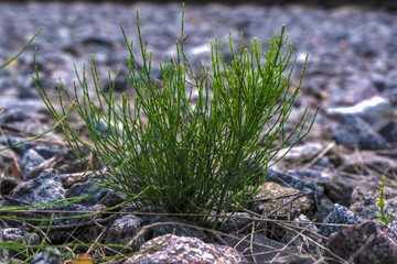 A green Bush growing on granite rocks shows the endurance of nature and its beauty