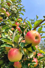Ripe red apples on tree. Ecological farming of fruit.