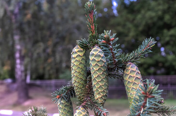 Young pine, with cones on the branches is ready to decorate the winter